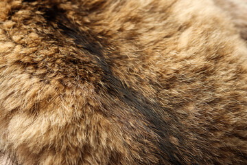 soft fluffy surface of women's winter fur coat close-up for banners and posters. Concept and Style...