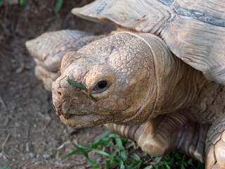 African spurred tortoise portrait, close up of head and face with a piece of grass stuck to nose.