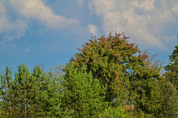 Obraz premium Green tree hawthorn (Crataegus) in front of a blue sky in summer with green leaves in Lithuania