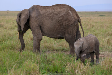 Fototapeta premium Herd of elephants grazing in African savanna 
