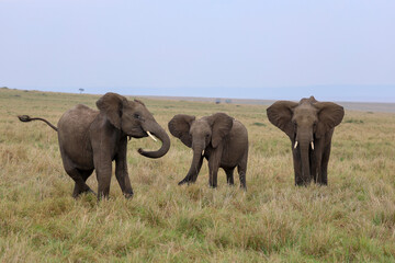 Fototapeta premium Herd of elephants grazing in African savanna 