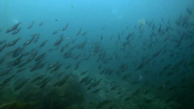 A lots Cod fishes swims down to the sandy bottom, Slow motion