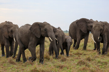 Herd of elephants grazing in African savanna	