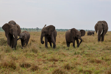 Herd of elephants grazing in African savanna	