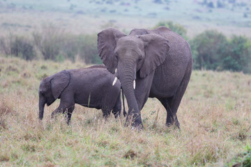 Obraz premium Herd of elephants grazing in African savanna 
