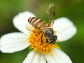 Close up of honey bee sucking flower nectar