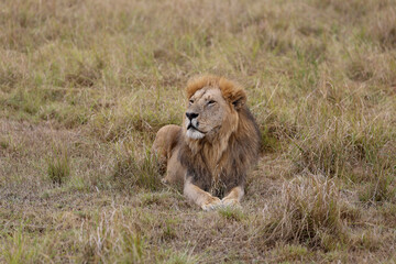 Lion resting on grassy field in African savannah	