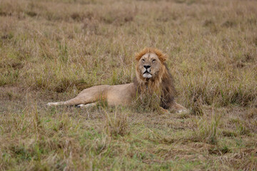 Lion resting on grassy field in African savannah	