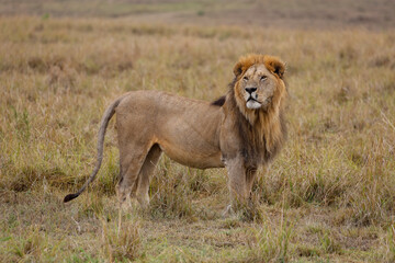 Lion standing in grassy field in African savannah	