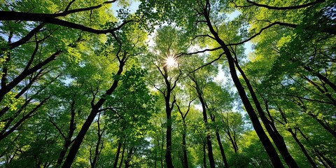 Obraz premium Forest canopy with sunlight filtering through the leaves, shade, sunlight, tree tops