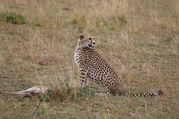 Cheetah sitting with prey on grassy field in African savannah	