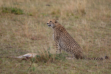 Cheetah sitting with prey on grassy field in African savannah	