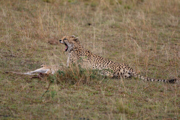 Cheetah laying with prey on grassy field in African savannah	