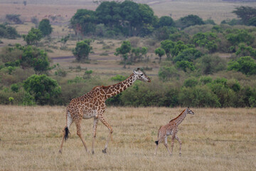 Adult giraffe with calf walking in African savannah landscape	