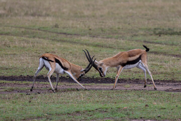 Two male gazelles fighting for territory on grassy field in African savannah	