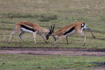 Two male gazelles fighting for territory on grassy field in African savannah	