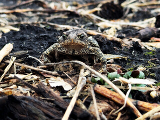 A toad frowns in a Minnesota field