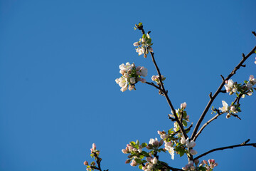 Blooming apple tree branch against a background of blue sky in the garden in spring