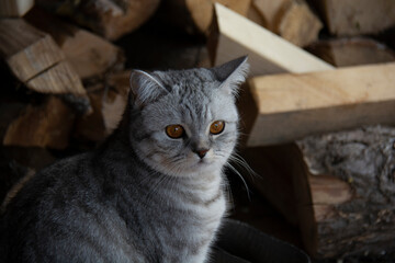 Beautiful British cat with amber eyes next to firewood