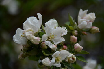 White and pink apple tree flowers