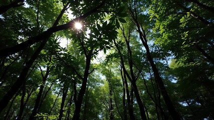 Obraz premium Dense forest canopy with sunlight filtering through the leaves, summer forest, tree leaves