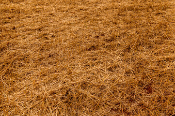 wheat crop straw texture background