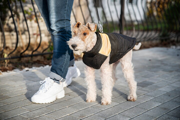 Dog wire fox terrier wearing warm puffer vest coat for cold weather on on leash walking on street...