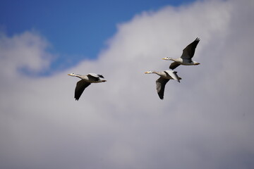 Three geese flying in the sky and sea of Lashi