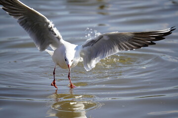 Capture seagulls flying in the air