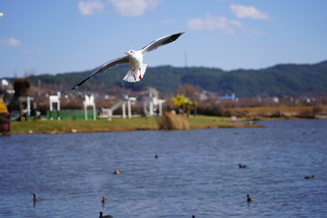 Capture seagulls flying in the air