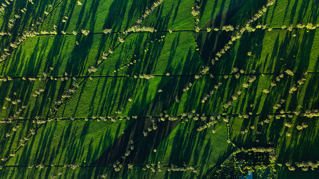 The tea fields in Gia Lai viewed from above are beautiful. Photo taken in Gia Lai on December 25, 2023