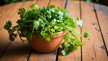 Fototapeta premium A fresh bunch of cilantro growing in a rustic clay pot