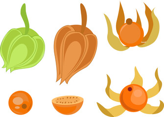 physalis cape gooseberry fruit illustration