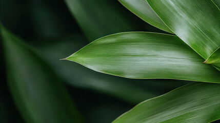 Obraz premium Macro image of bamboo leaf texture, subtle green gradients, tranquil tones