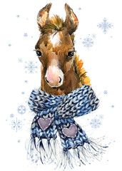 Horse with scarf illustration. Foal portrait watercolor drawing on transparent background winter Christmas nursery