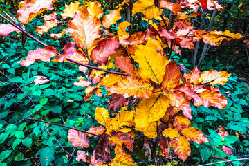 Macro  - Forest - Europe, Romania, Suceava region