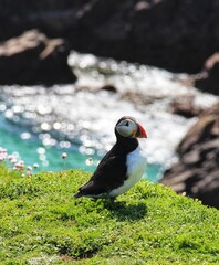 atlantic puffin or common puffin on Saltee Island, co. Wexford, Ireland 