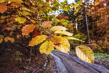 Macro  - Forest - Europe, Romania, Suceava region