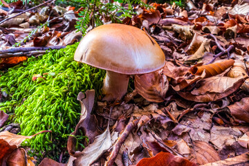 Macro  - Forest - Europe, Romania, Suceava region