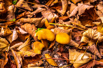 Macro  - Forest - Europe, Romania, Suceava region