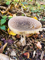 Macro  - Forest - Europe, Romania, Suceava region