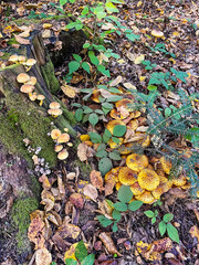 Macro  - Forest - Europe, Romania, Suceava region
