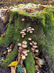 Macro  - Forest - Europe, Romania, Suceava region