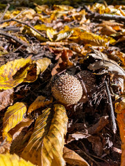 Macro  - Forest - Europe, Romania, Suceava region