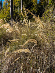 Fototapeta premium Macro - Forest - Europe, Romania, Suceava region