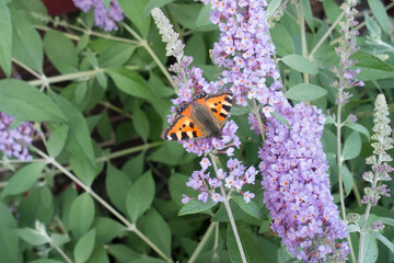 chocolate butterfly among flowers