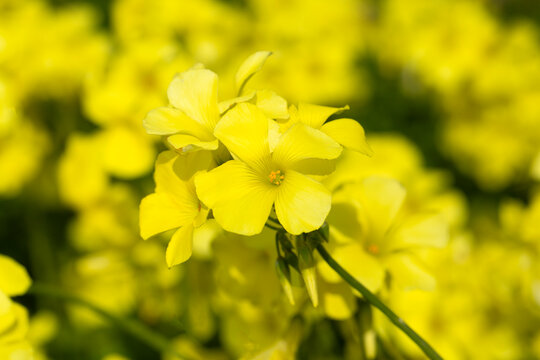Oxalis pes-caprae is a plant species belonging to the genus Oxalis.