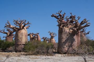 huge old Baobab trees or Adansonia digitata gathered in a small forest in Madagascar near Belo sur...