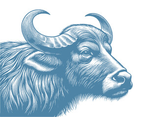 buffalo vector illustration