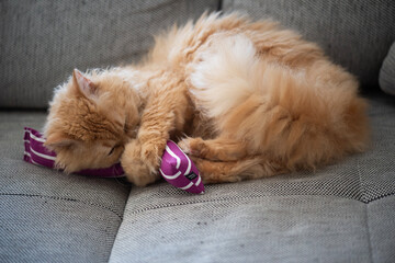 Selkirk Rex Katze mit einem Catnip Spielzeug